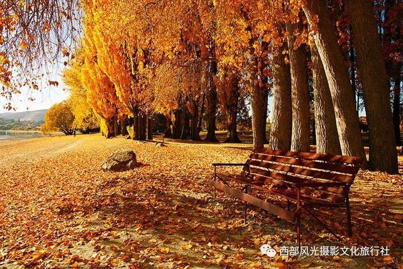 逃离诡异之林